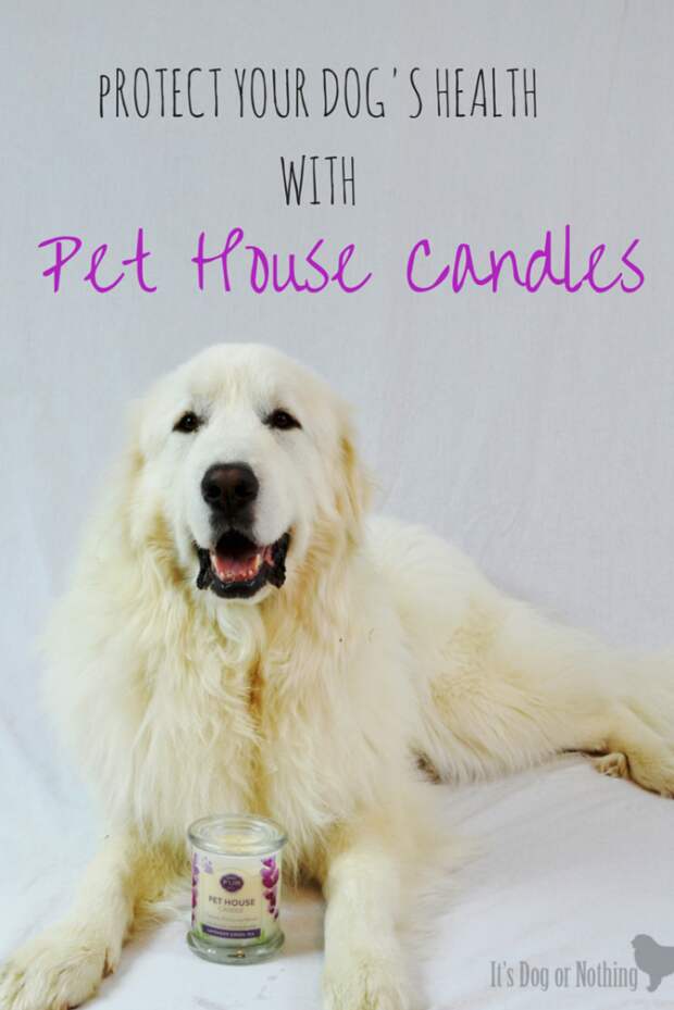Did you know that regular candles can not only be damaging to your health, but your dog's as well? Pet House Candles have a great, pet-friendly alternative to traditional paraffin candles.