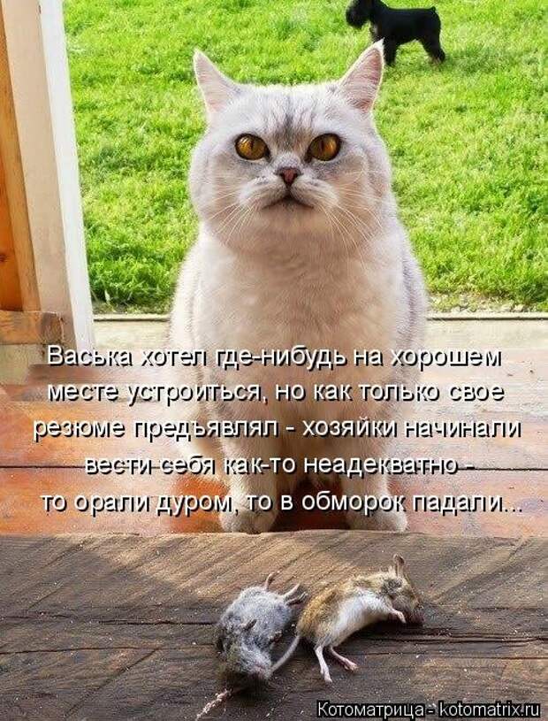 Новая котоматрица для всех (33 фото)