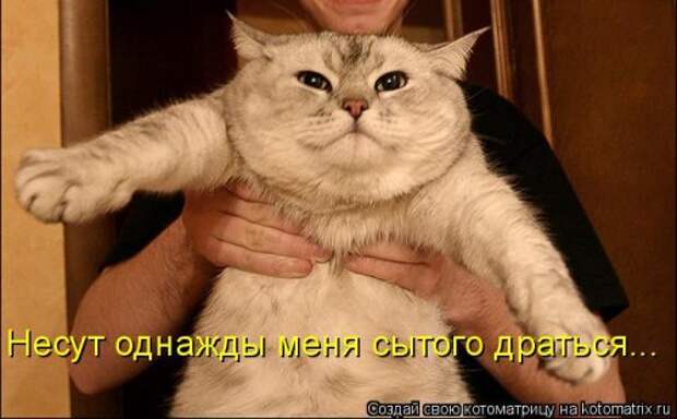 Свежая котоматрица (33 фото)