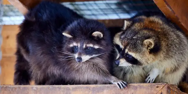 Всероссийская акция по сбору помощи зоопаркам Донбасса и Украины стартовала в Москве. Фото: М. Денисов mos.ru