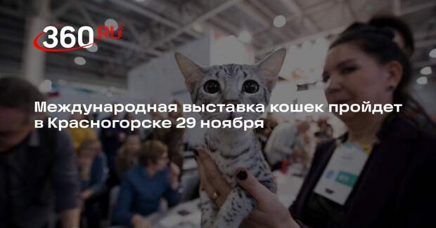 Международная выставка кошек пройдет в Красногорске 29 ноября