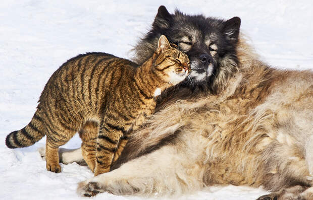 Пёс вцепился в переноску и не дал увезти кота в больницу. Когда хозяева поняли почему, то расцеловали его.