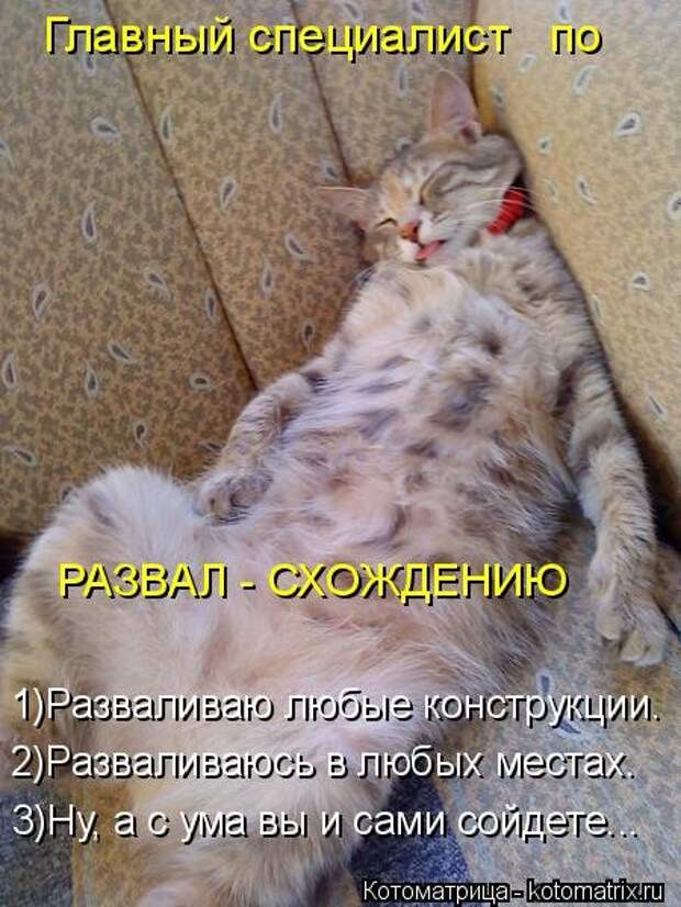 Свежая котоматрица (33 фото)