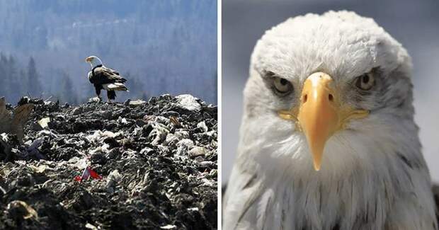Белоголовые орланы переносят мусор со свалки в город, и люди не знают, что с этим делать белоголовые орланы, в мире, истории, люди, мусор, орел