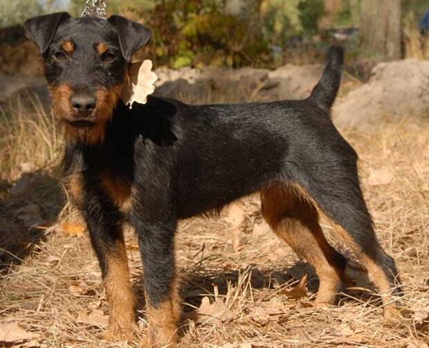 Милая собака