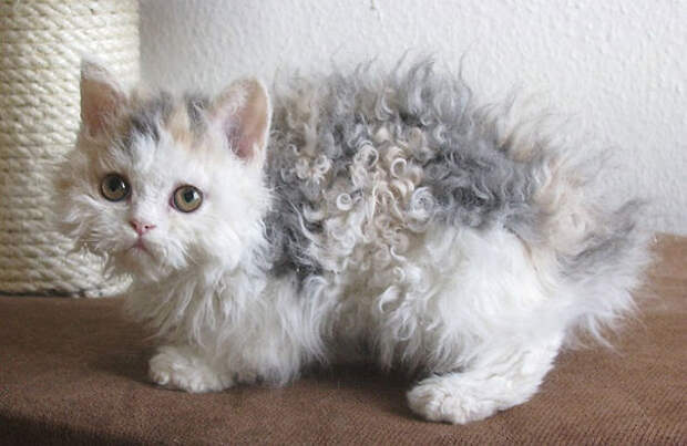catpage.ru