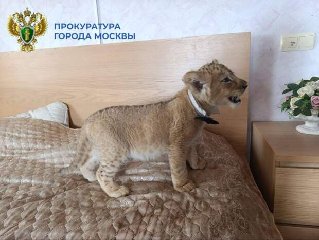 Возбудили уголовное дело против организаторов фотосессий с истощенными львятами в Москве