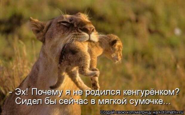 Новые крутые котоматрицы первой недели октября (50 фото) Новые крутые котоматрицы первой недели октября (50 фото)