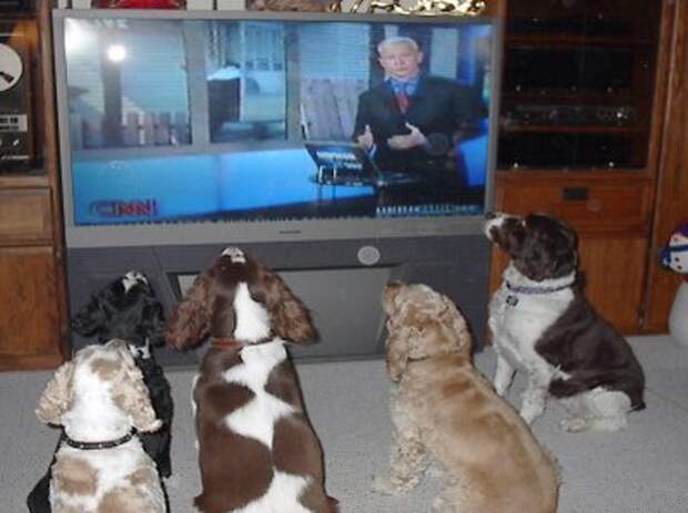 собаки у экрана
