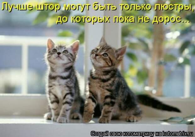 Котоматрица для хорошего настроения (35 фото)