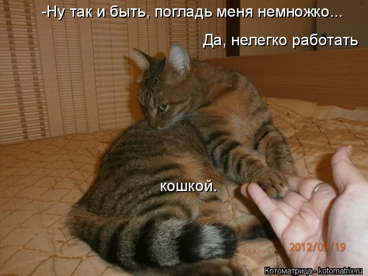 Котоматрица: -Ну так и быть, погладь меня немножко... Да, нелегко работать кошкой.