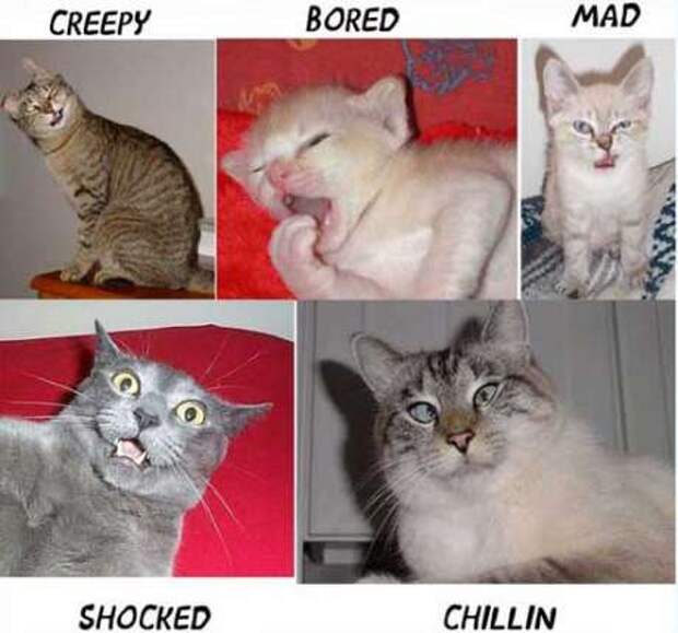 Wacky Cats