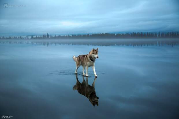 Сибирские хаски на озере животные, озеро, собака, хаски