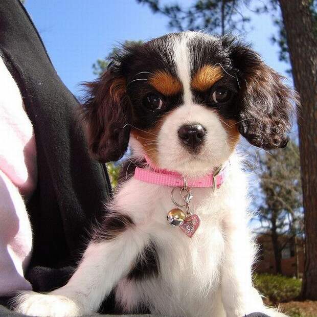 Забавные Животные