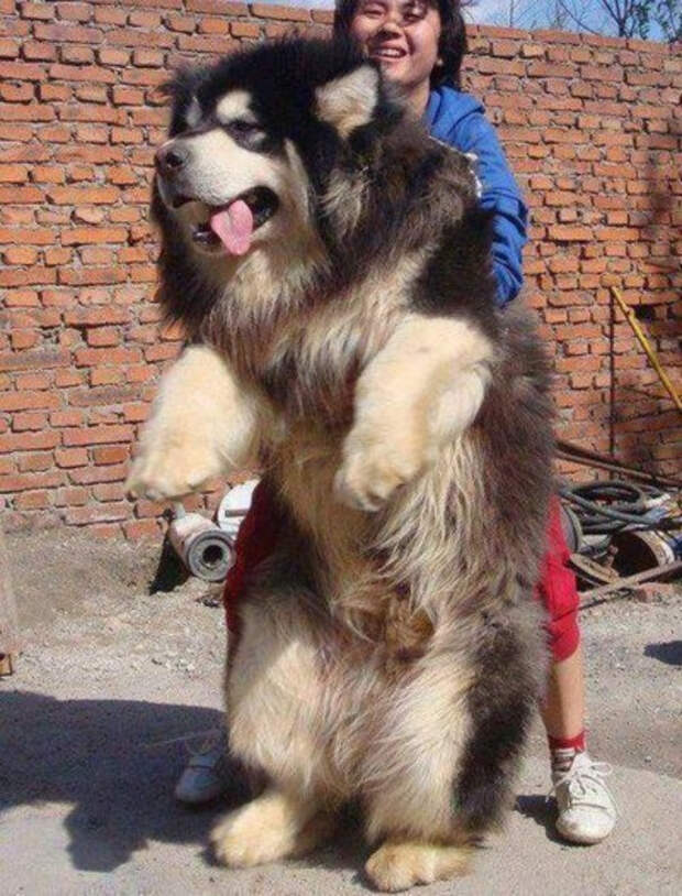 самые огромные собаки 