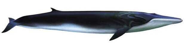 Самые длинные водные животные планеты Финвал (Balaenoptera physalus), фото киты фотография