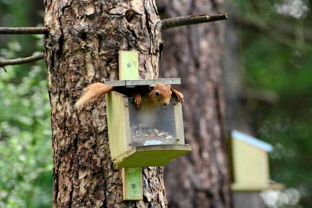 Comedy Wildlife Photo Awards 1