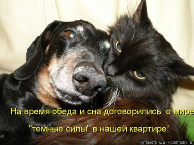 Она приходит... котЭматрикс!