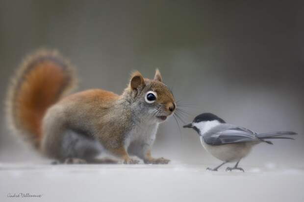 Фотография забавная жизнь белок Andre Villeneuve Фотография забавная жизнь белок Andre Villeneuve
