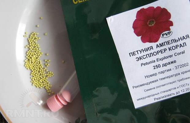 Секреты выращивания рассады петунии