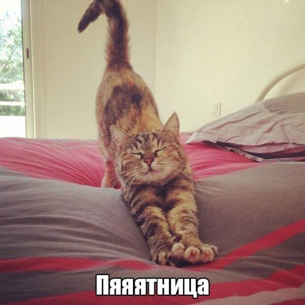 Котенок Проснулся Фото
