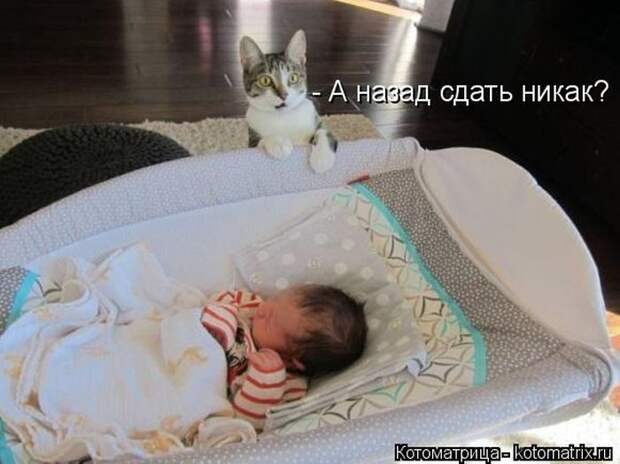 Лучшие котоматрицы недели