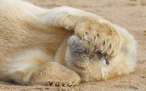 Застенчивый тюлень прячется от камер папарацци на пляже Донна Нук в Линкольншире.