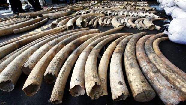 www.demotix.com-1337700544-sri-lankadubai-elephant-tusk-smuggling-ring-smashed-in-sri-lanka_1229176