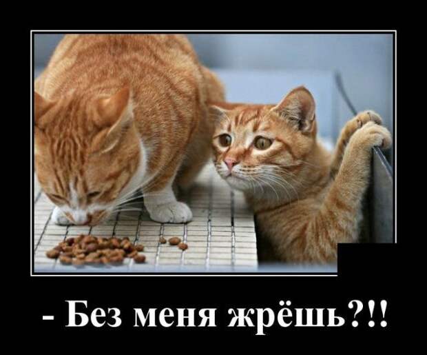 demotivatory-demotivator-smeshnye-demotivatory-demotivator-so-smyslom