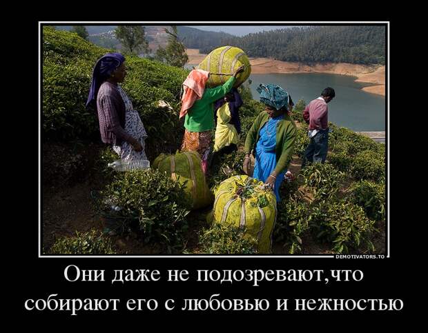 Демотиваторы демотиваторы
