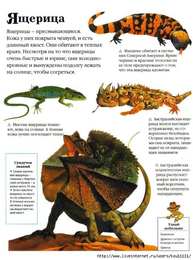 Entziklopedia dlya detei.Vse o jivotnih ot a do ya..page156 (519x700, 305Kb)