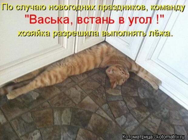 Котоматрицы (картинки с надписями)