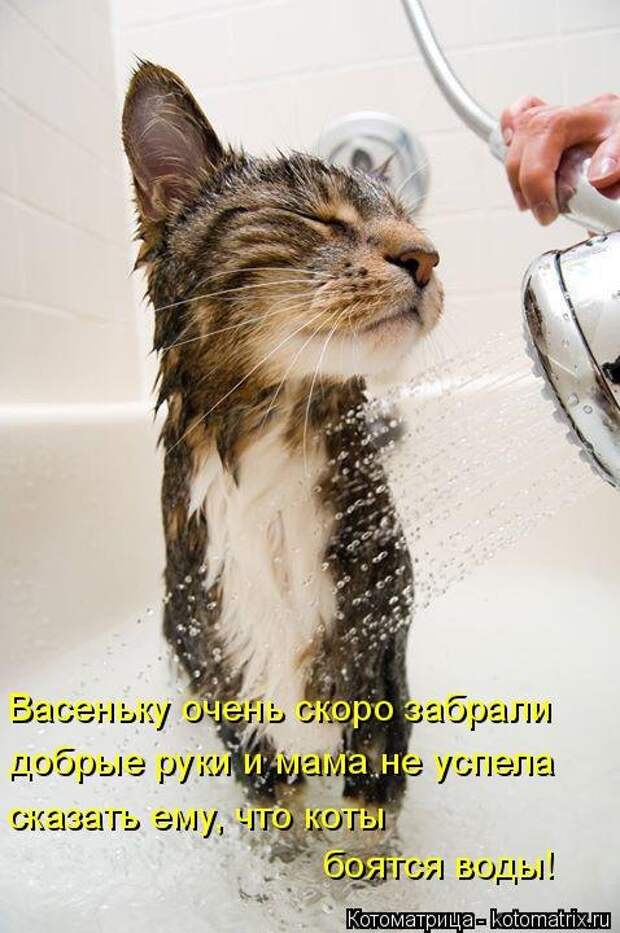 Новая котоматрица для всех (33 фото)