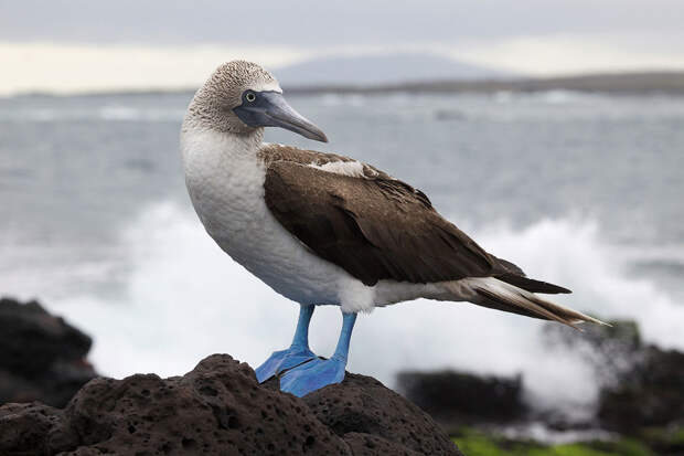 Символ Галапагосских островов — Голубоногая олуша