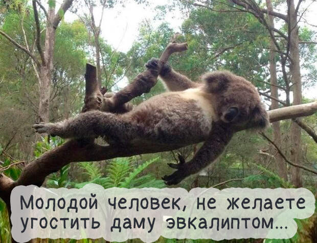 Юмор и прикольные картинки Юмор и прикольные картинки