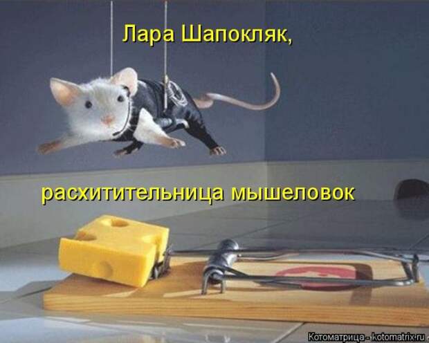 Лучшие котоматрицы недели (50 фото)