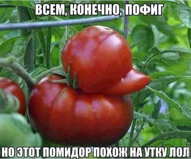 Смешные картинки с подписями катинки, прикол, юмор