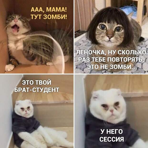 Самые удачные котомемы Рунета Самые удачные котомемы Рунета