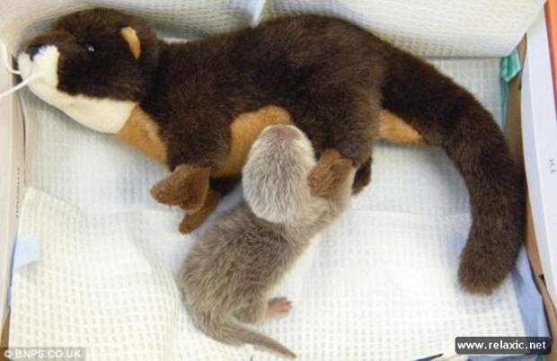 funny_animals_061