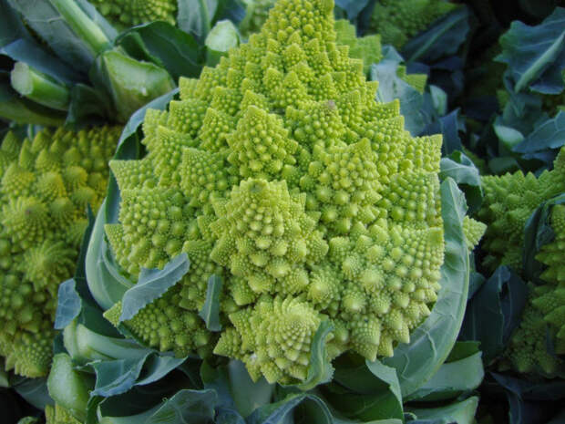 Брокколи Romanesco Брокколи Romanesco в мире, животные, люди, планета