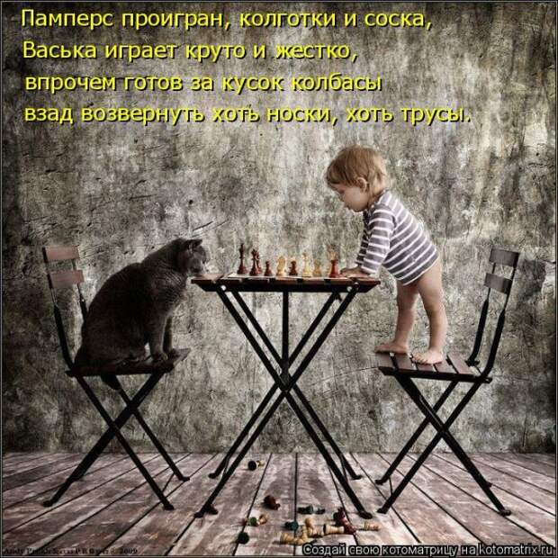 Лучшие котоматрицы недели (50 фото)