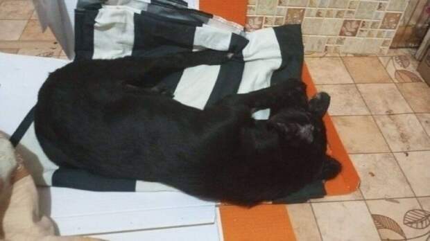 Нелюди выбросили щенка с пятого этажа в одном из городов Приморья и скрылись