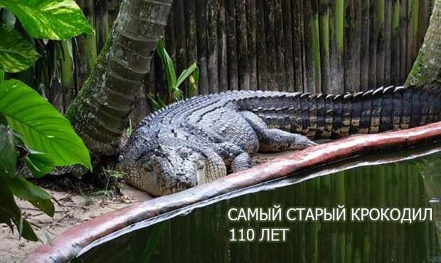 Самый старый крокодил