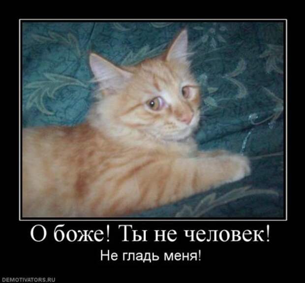 Демотиваторы про котэ, почти как котоматрицы!
