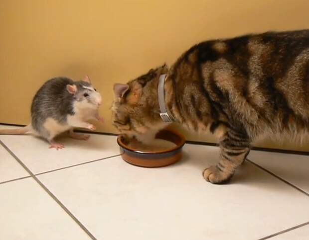 Крыска и кот пьют молоко. - Видео@Mail.Ru