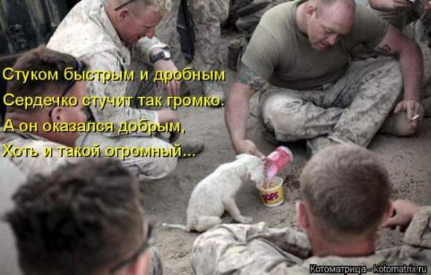 Котоматрицы (картинки с надписями)