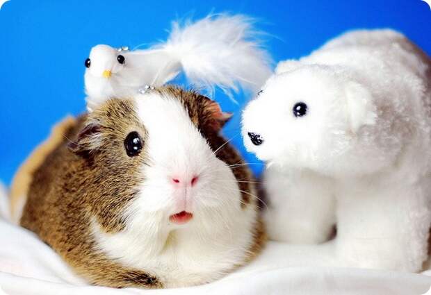 Морская свинка (лат. Cavia porcellus)