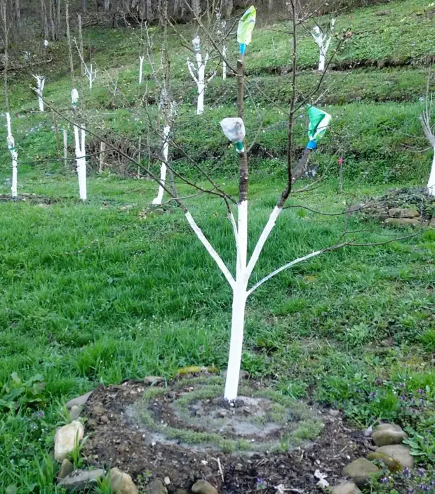 Вишня и черешня — путь к урожаю