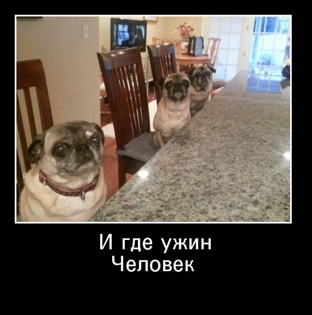 Демотиваторы демотиваторы, животные, прикол, юмор