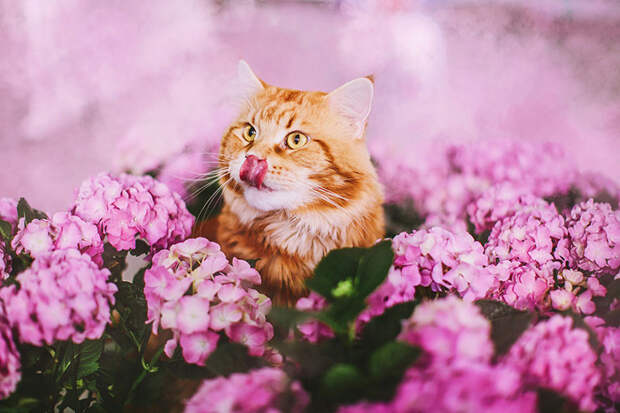 ginger-cat-photography-kotleta-cutlet-kristina-makeeva-hobopeeba-29